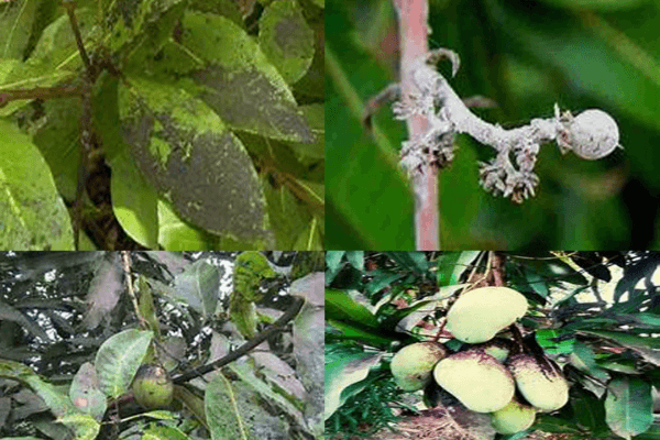 Các Loại Sâu Bệnh, Côn Trùng Có Hại Thuộc Tiêu Chí Kiểm Dịch Đối Với Hàng Xoài Tươi Việt Nam