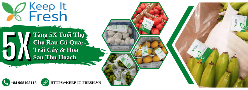 Tăng 5X Tuổi Thọ Cho Rau Củ Quả, Trái Cây & Hoa Sau Thu Hoạch
