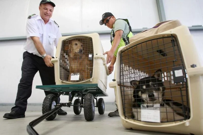 Procedure di Quarantena per il Trasporto Internazionale di Animali