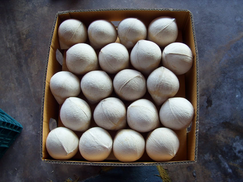 xuất khẩu dừa tươi