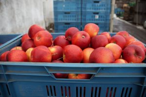 thủ tục nhập khẩu trái táo