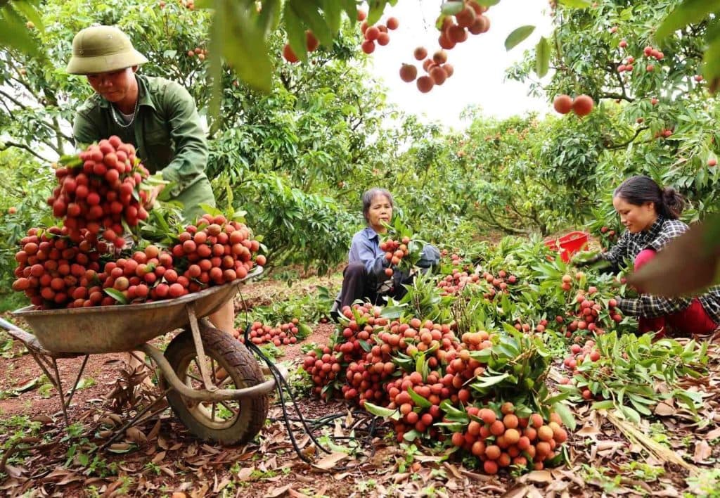 thoi-diem-xuat-khau-vai-thieu-di-trung-quoc