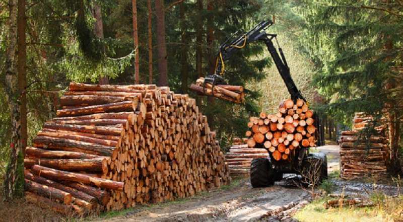 Thủ Tục Hải Quan Nhập Khẩu Gỗ Từ Châu Phi Mới Nhất