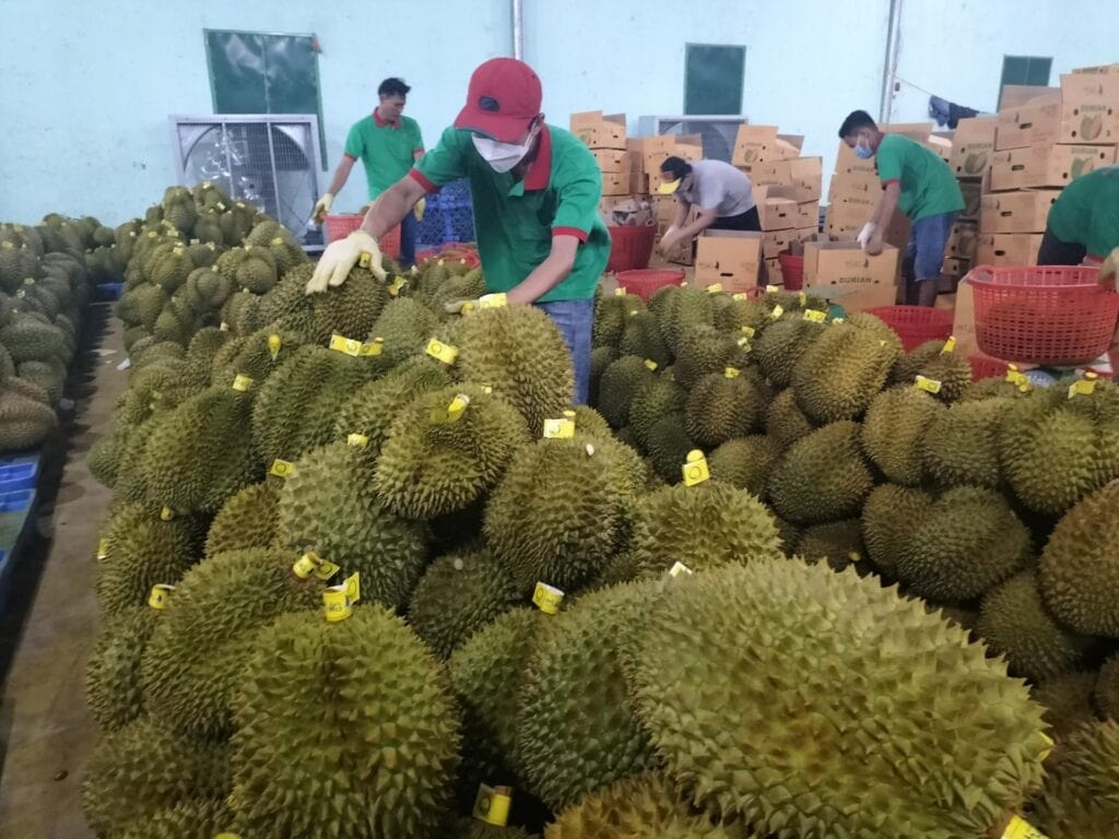 Dịch Vụ Xuất Khẩu Sầu Riêng Sang Trung Quốc Chính Ngạch