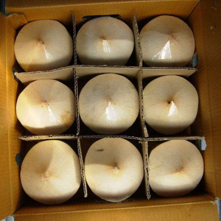 xuất khẩu dừa tươi (3)
