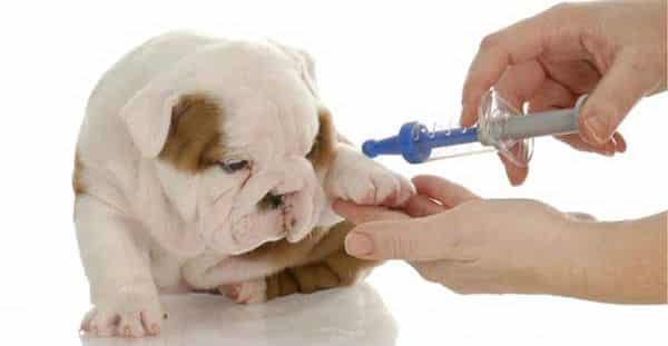van-chuyen-thu-cung-tiem-vaccine_f432f9a1780e48c6b56981934aa5980d