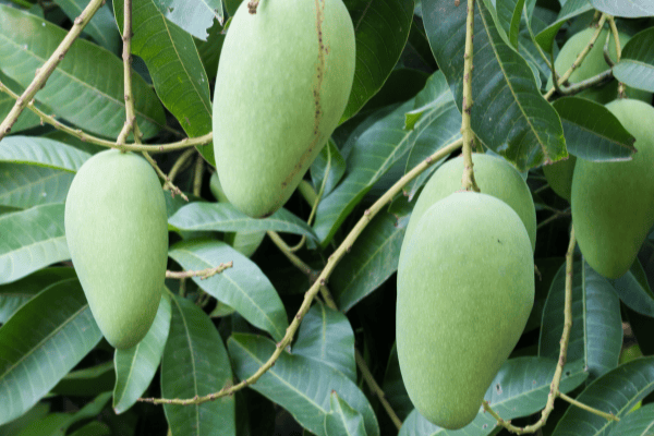 Đăng Ký Vườn Trái Cây (Xoài) Xuất Khẩu Và Cơ Sở Đóng Gói