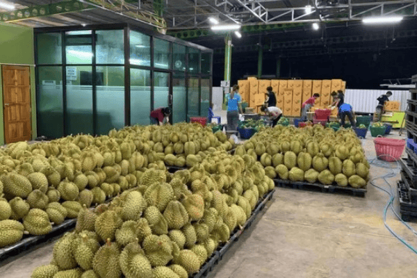 Lợi Ích Khi Xuất Khẩu Nông Sản Chính Ngạch Sang Trung Quốc