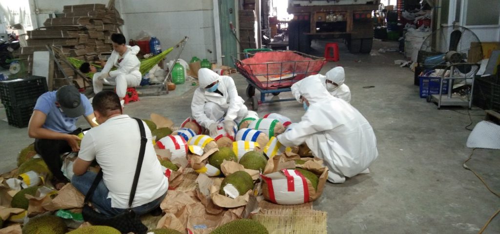 kiểm dịch thực vật mít xuất khẩu trung quốc