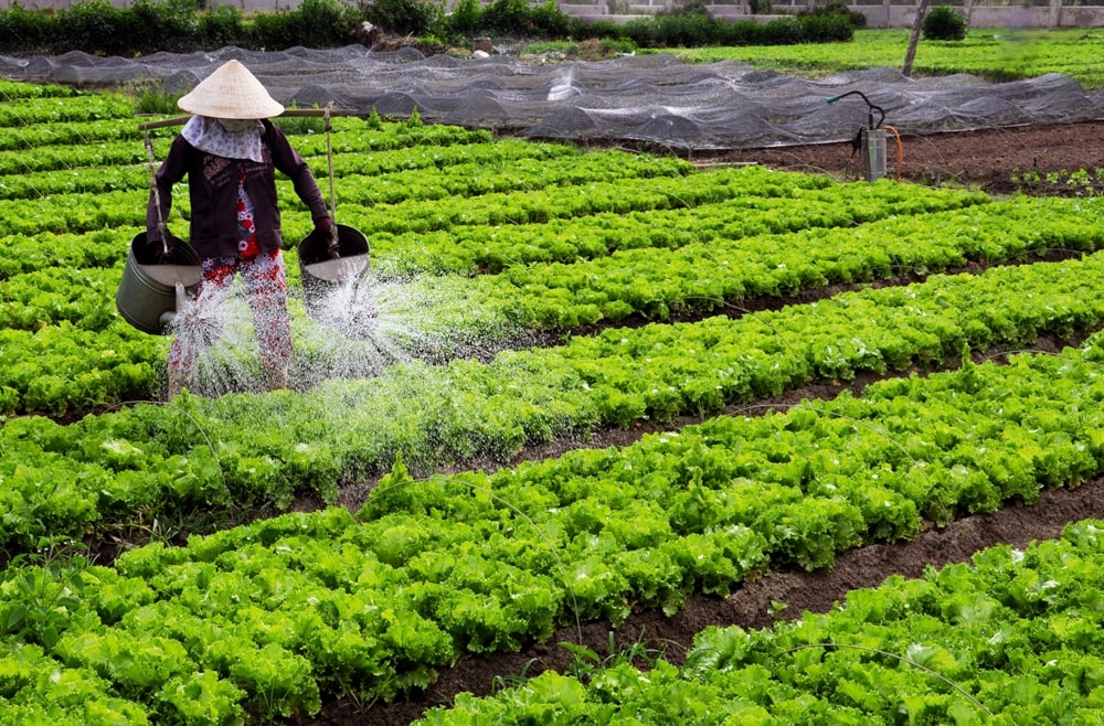 nhap-khau-thuoc-bao-ve-thuc-vat-uy-tin