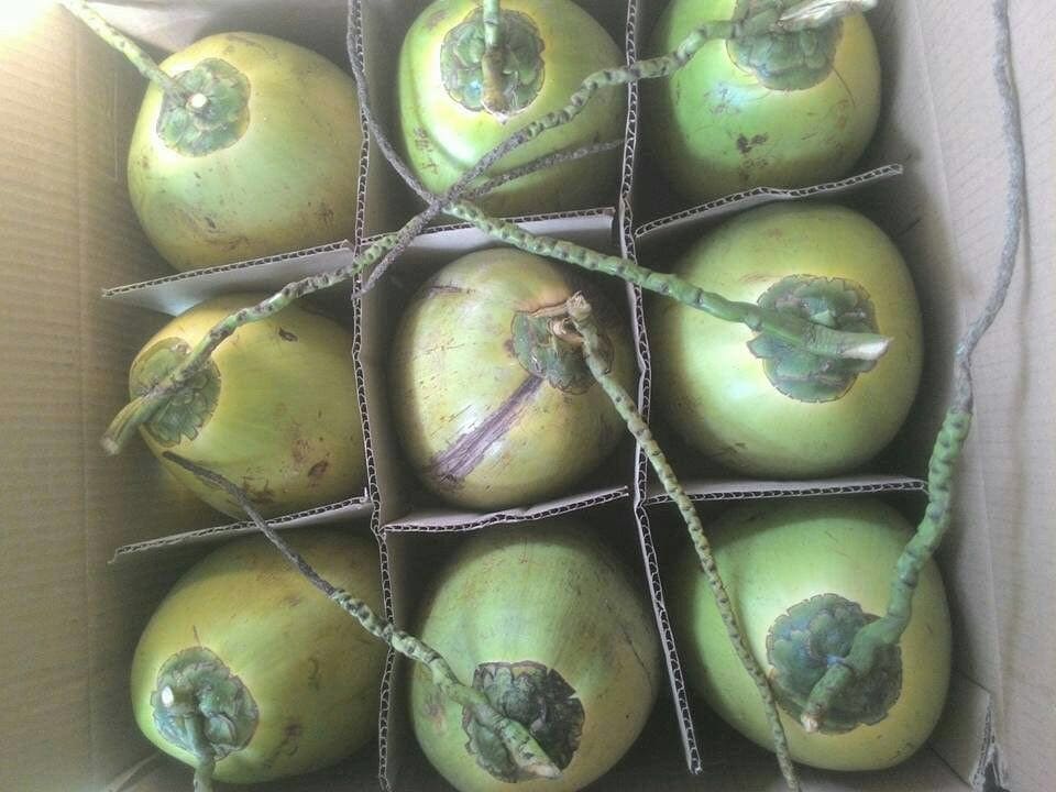 dừa tươi xuất khẩu chính ngạch đi Trung Quốc 1