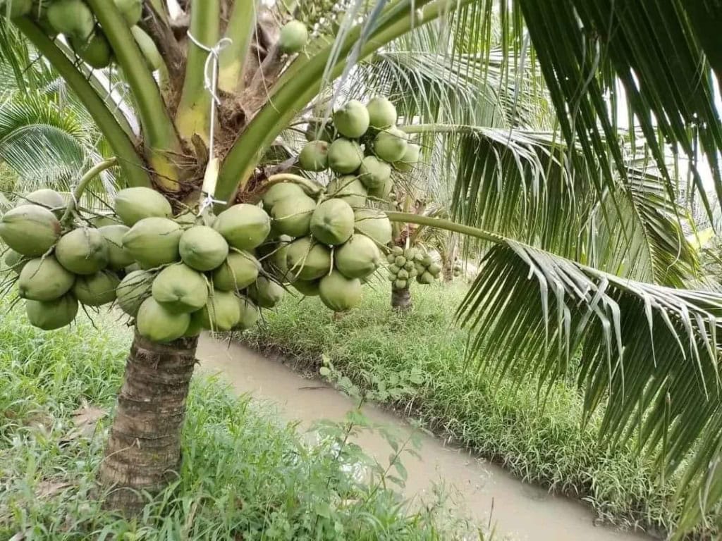 vùng trồng dừa chất lượng tại Việt Nam